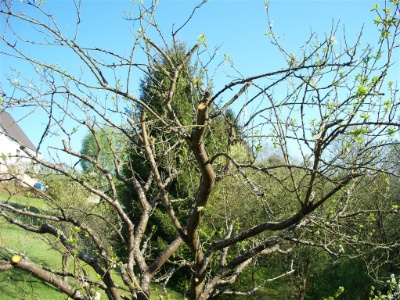 Obstbaumschnitt Obstbaumschnitt